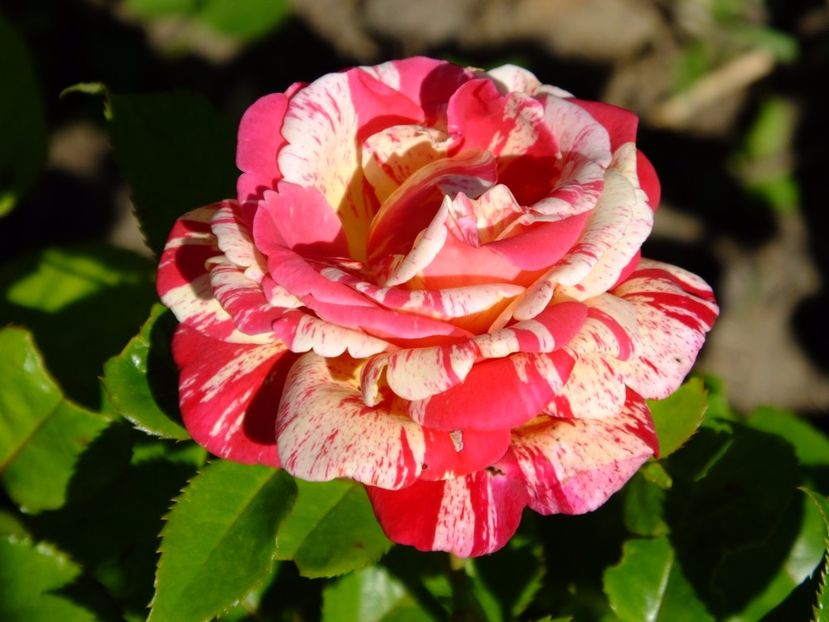 Broceliande - 2017_06_Iunie