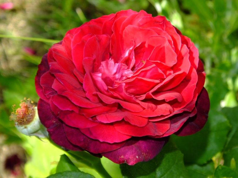 Astrid Grafin von H. - 2017_06_Iunie