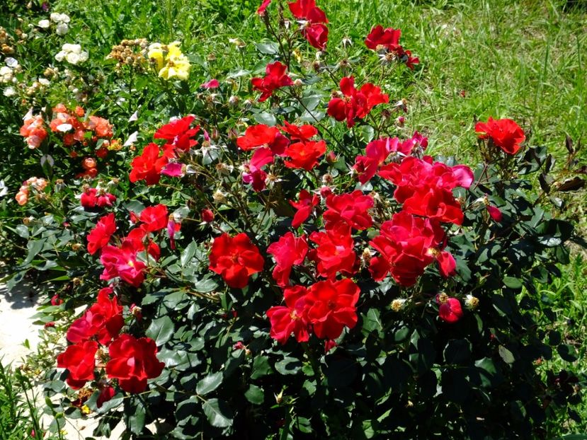 Zeelandia - 2017_06_Iunie