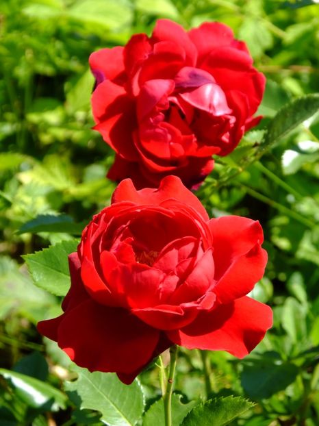 Florentina - 2017_06_Iunie