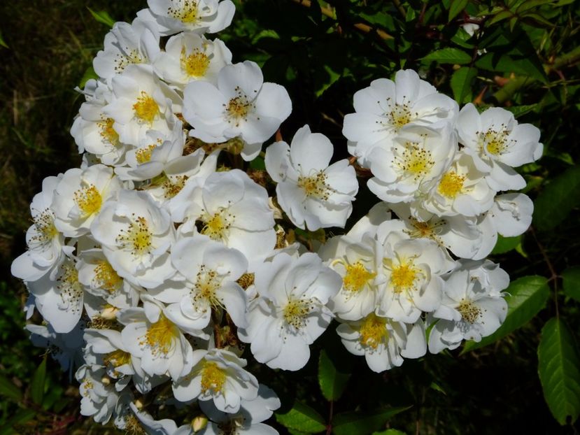 Darlow's Enigma - 2017_06_Iunie