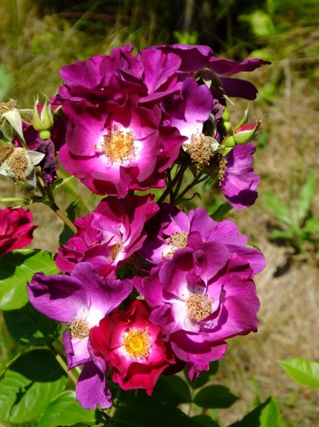 Night Owl - 2017_06_Iunie