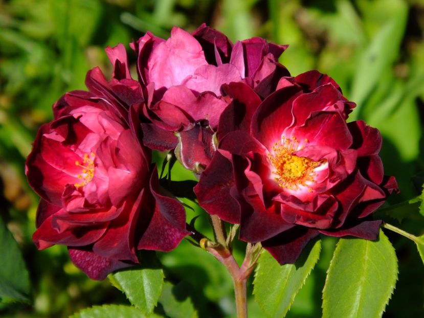 Cardinal Hume - 2017_06_Iunie