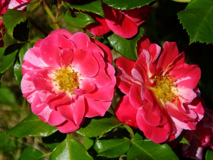 Twist - 2017_06_Iunie