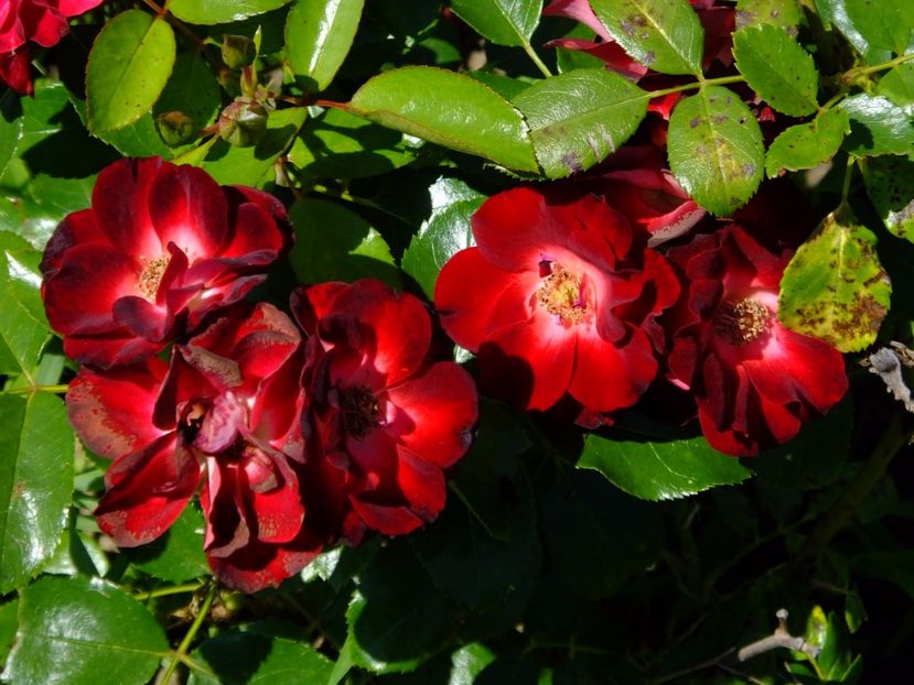 Patrick Poivre d'Arvoire - 2017_06_Iunie