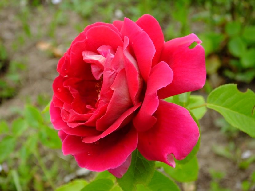 Kronenbourg - 2017_06_Iunie