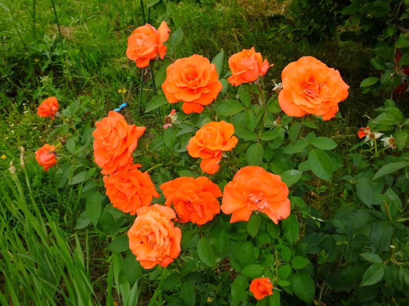 Neobositul TH portocaliu turbat - 2017_06_Iunie