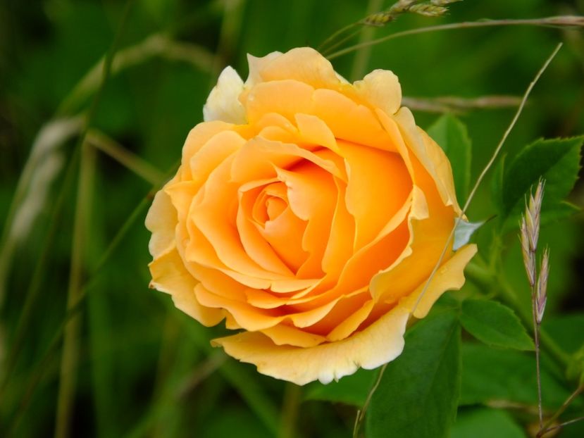 Polka - 2017_06_Iunie