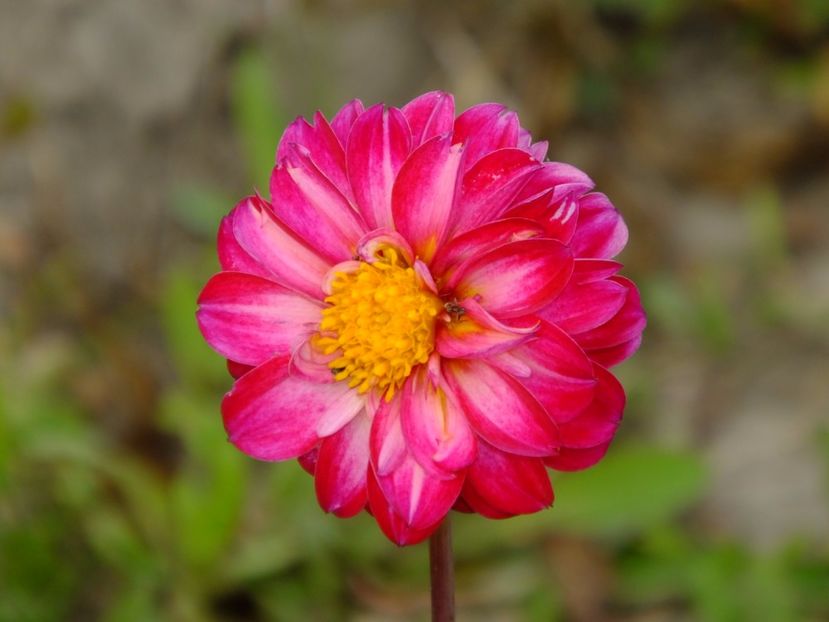 Dalie din seminte - 2017_06_Iunie