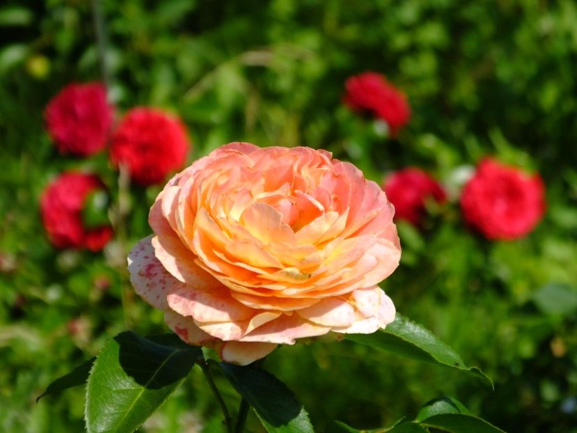 Caramel Antique - 2017_06_Iunie