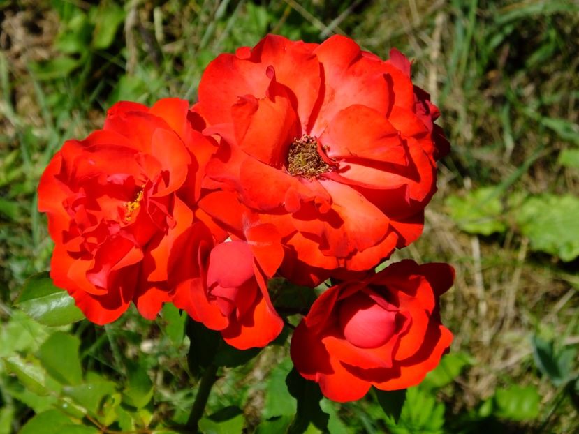 Foc de tabara - 2017_06_Iunie