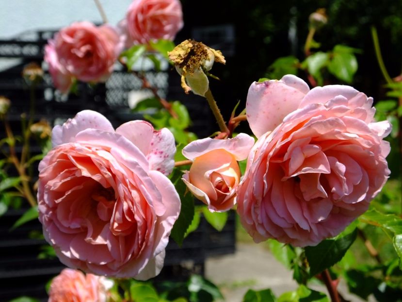 Abraham Darby 1 - 2017_06_Iunie