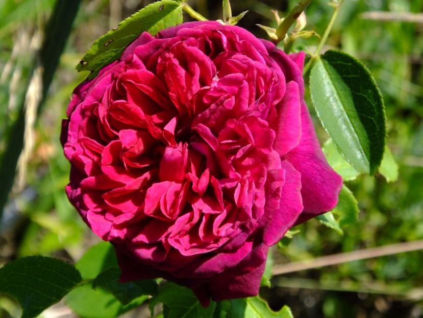 WS 2000 - 2017_06_Iunie