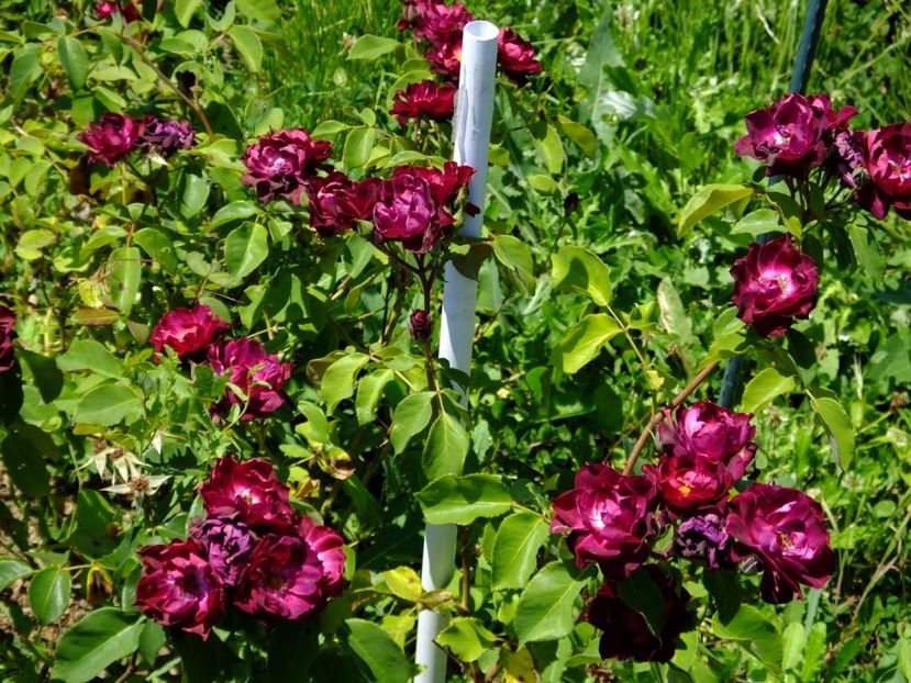 Cardinal Hume - 2017_06_Iunie