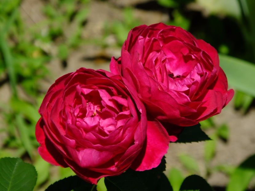 Ascot - 2017_06_Iunie