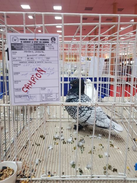  - 1-Epozitia Națională 2017 București