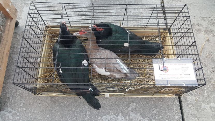 La targ - Expo nationala 2017