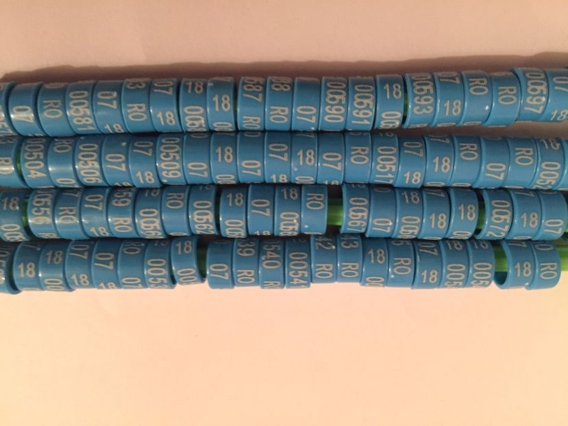  - 01 Inele Ornament 2018