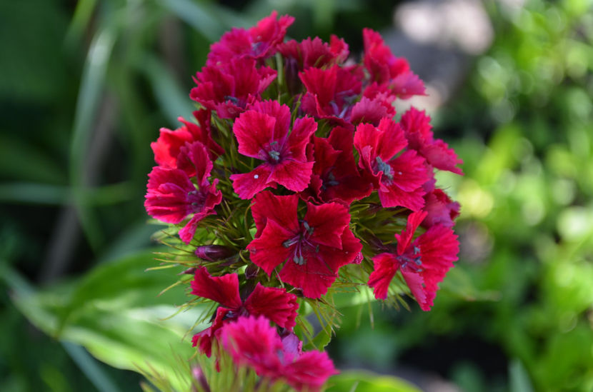  - dragostea  de natura