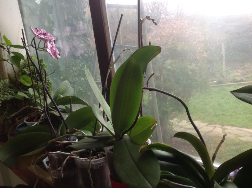  - Phalenopsis Decembrie 2017