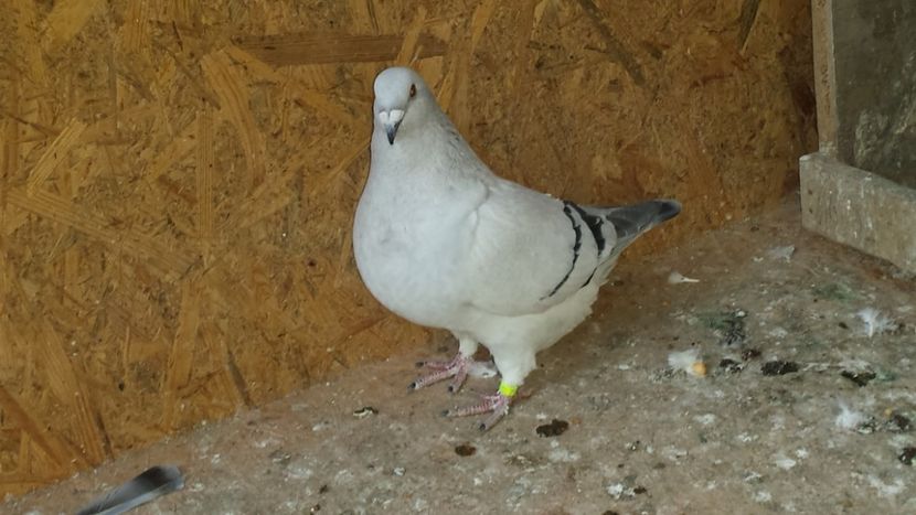 Fem 2017 - DE VANZARE