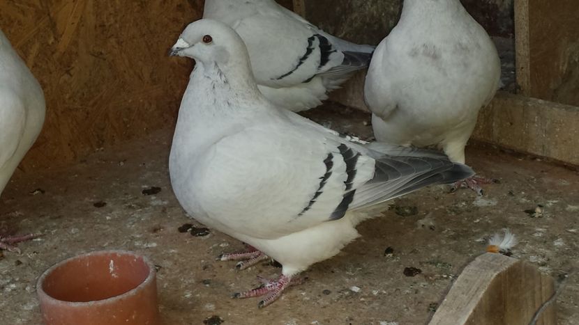 Fem 2017 - DE VANZARE