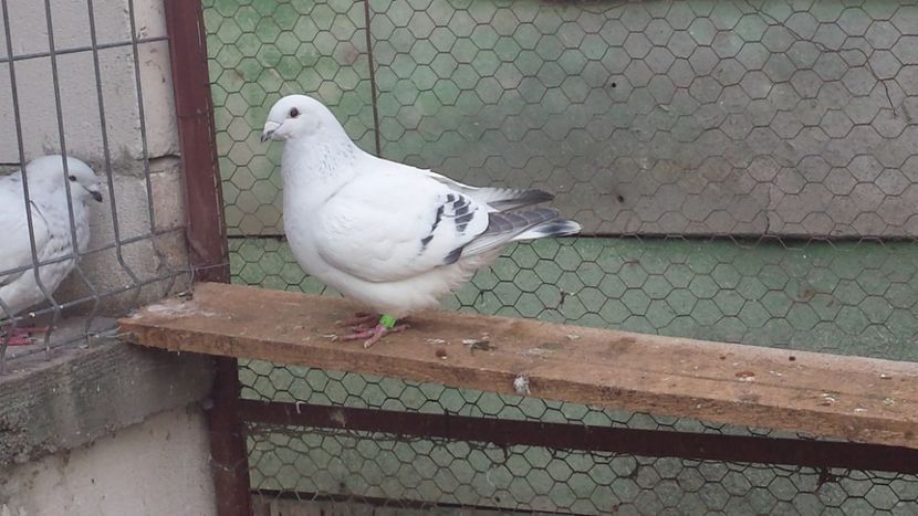 Mascul 2017 - DE VANZARE