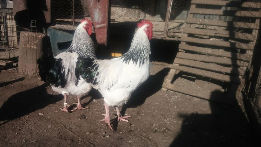  - achizitie cocos sussex hd 2017 attila kis