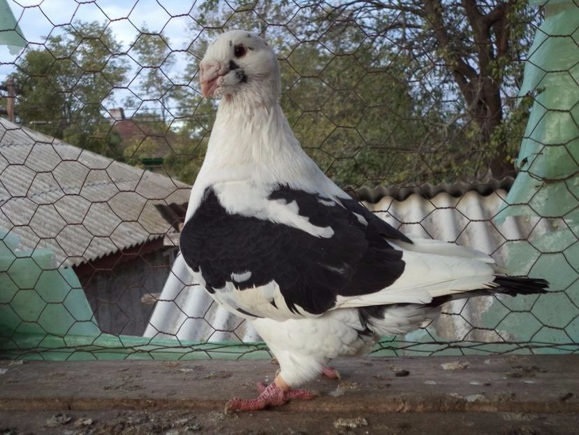 M.14M - AMERICANI GIANT HOMER VANDUTI