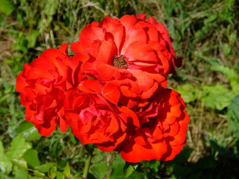 Foc de tabara - 2017_06_Iunie