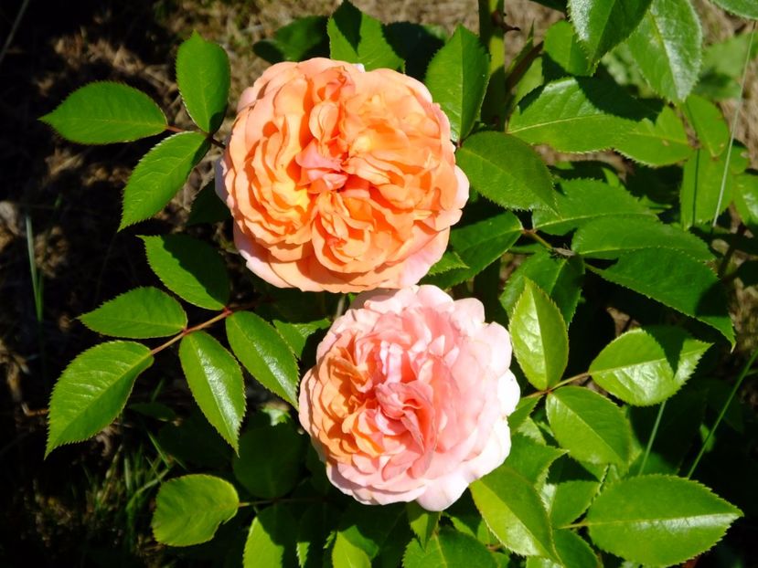 Chippendale - 2017_06_Iunie