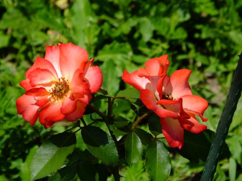 Betty Boop - 2017_06_Iunie