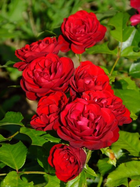 Lavaglut - 2017_06_Iunie