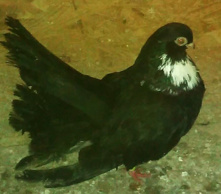 mascul '17 bis - Negri trenati de Bucuresti