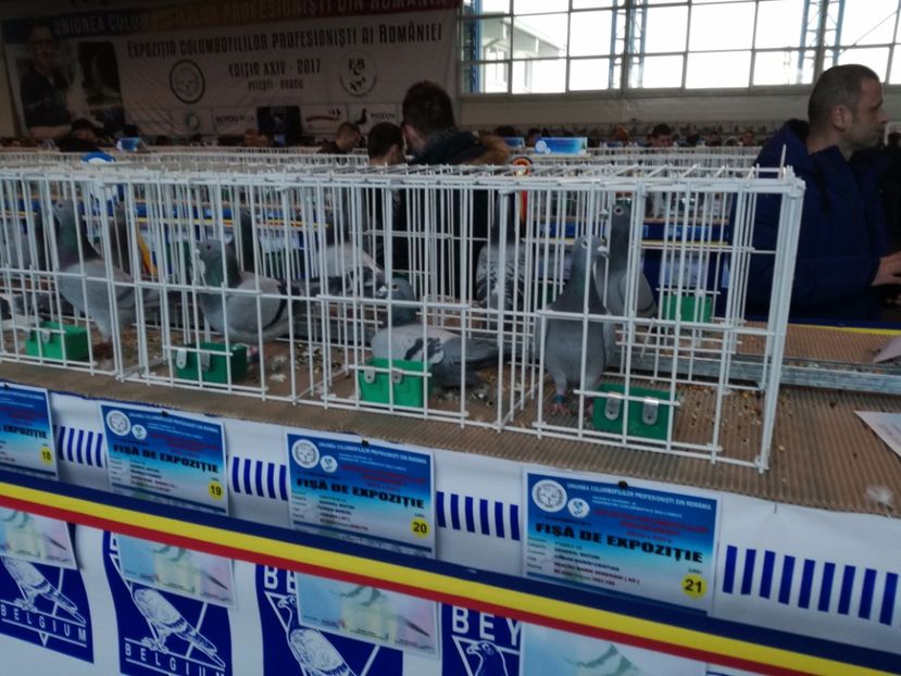  - 9-12-2017 Expozitie UCP PITESTI