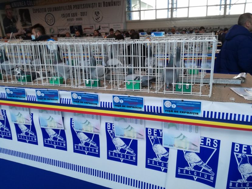  - 9-12-2017 Expozitie UCP PITESTI