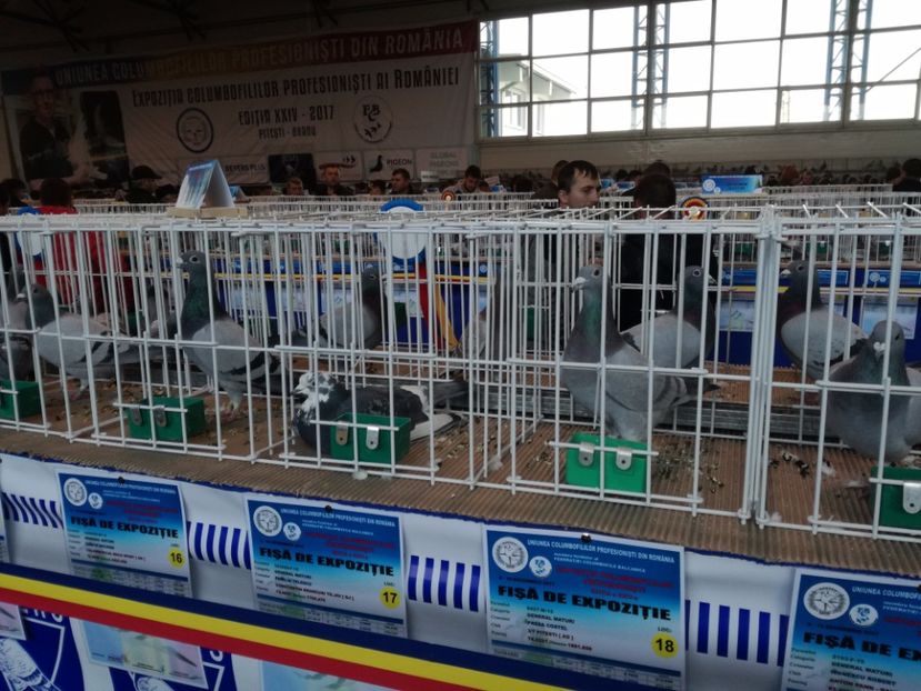  - 9-12-2017 Expozitie UCP PITESTI