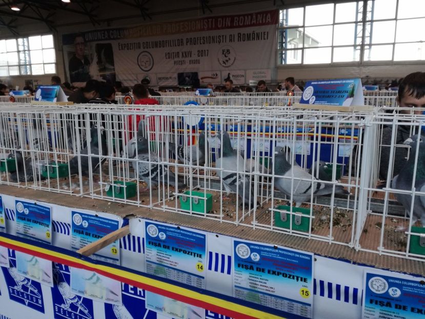  - 9-12-2017 Expozitie UCP PITESTI