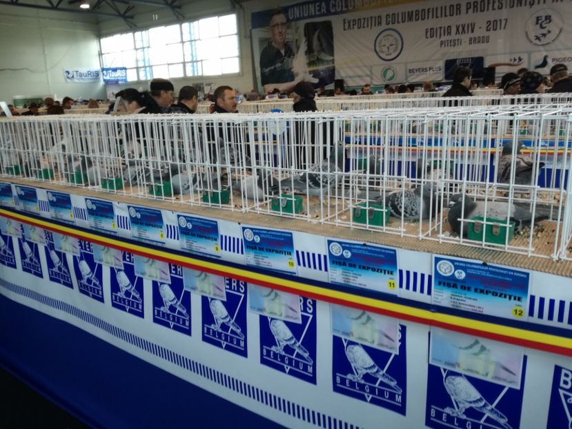  - 9-12-2017 Expozitie UCP PITESTI