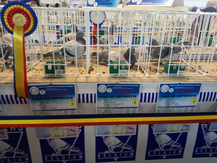  - 9-12-2017 Expozitie UCP PITESTI