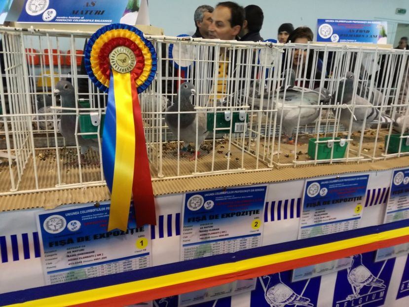  - 9-12-2017 Expozitie UCP PITESTI