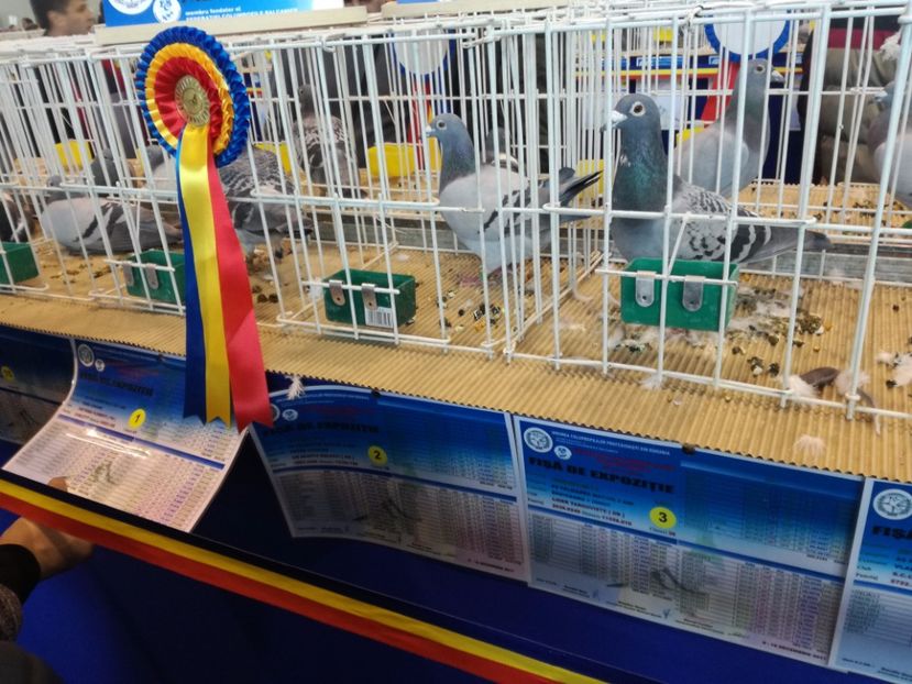  - 9-12-2017 Expozitie UCP PITESTI