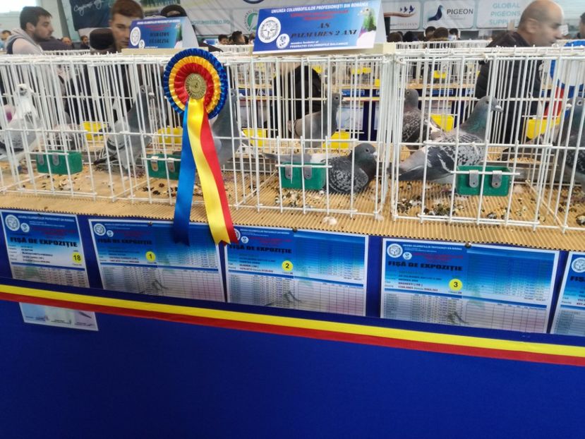  - 9-12-2017 Expozitie UCP PITESTI