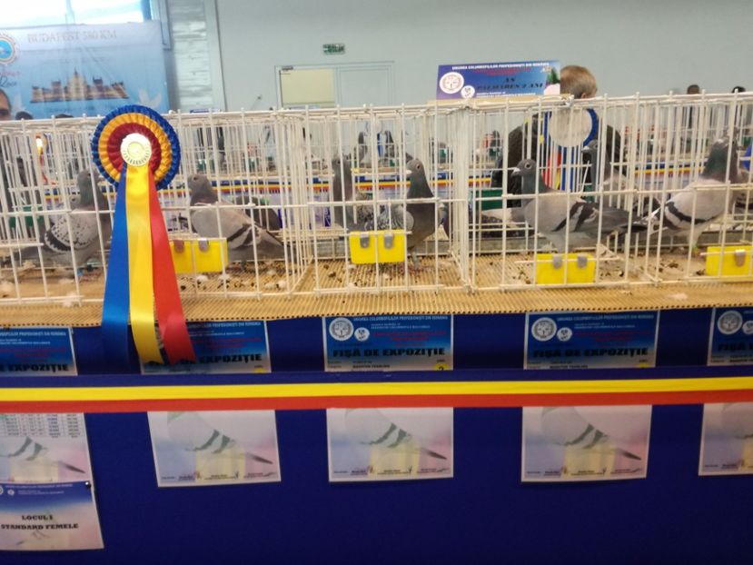  - 9-12-2017 Expozitie UCP PITESTI