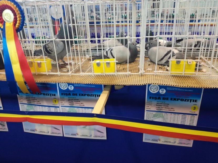  - 9-12-2017 Expozitie UCP PITESTI