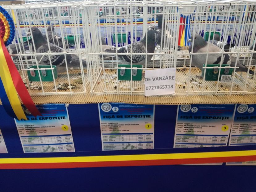  - 9-12-2017 Expozitie UCP PITESTI