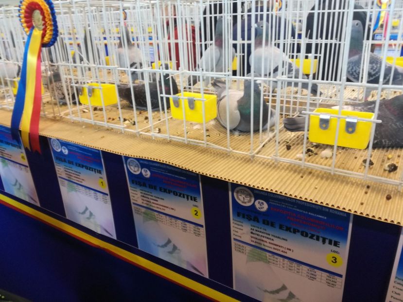  - 9-12-2017 Expozitie UCP PITESTI