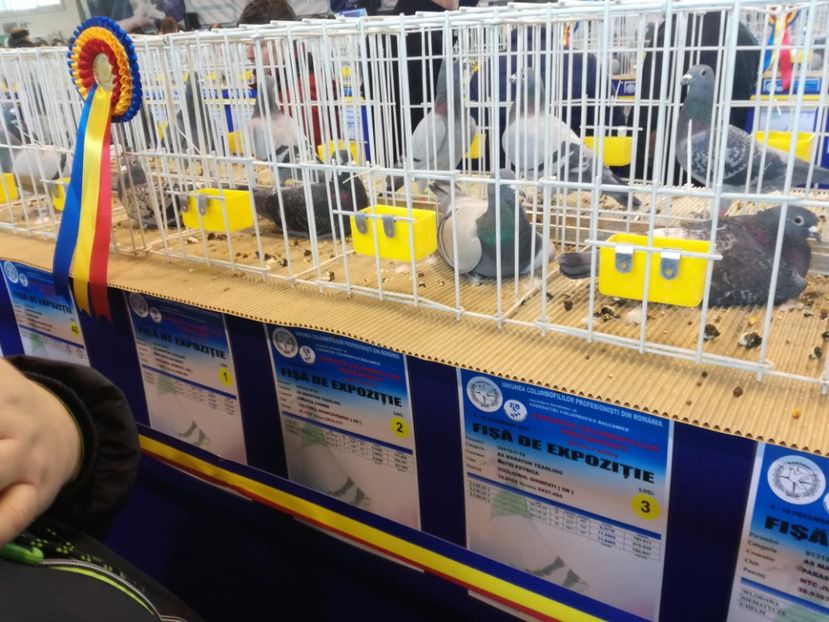  - 9-12-2017 Expozitie UCP PITESTI