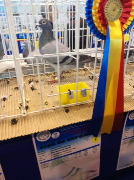  - 9-12-2017 Expozitie UCP PITESTI