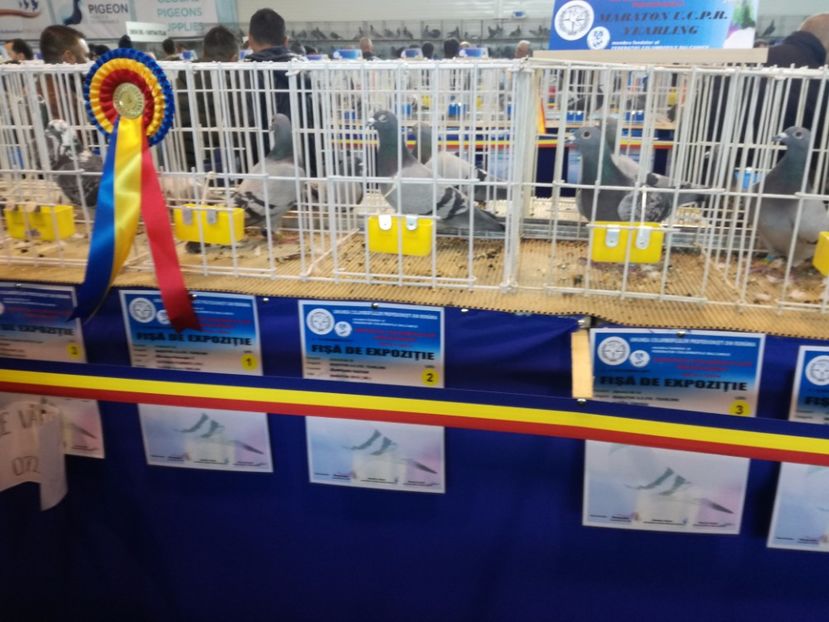  - 9-12-2017 Expozitie UCP PITESTI